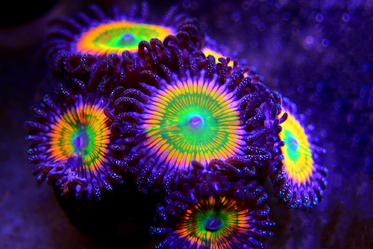 Zoanthids & Palythoa