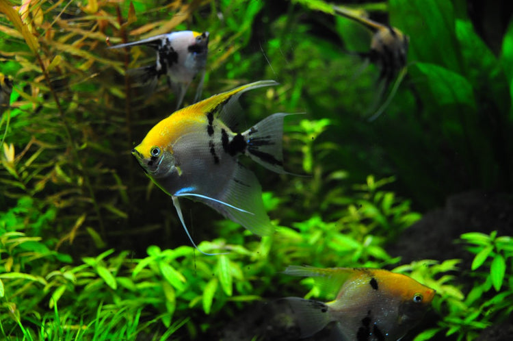Freshwater Fish
