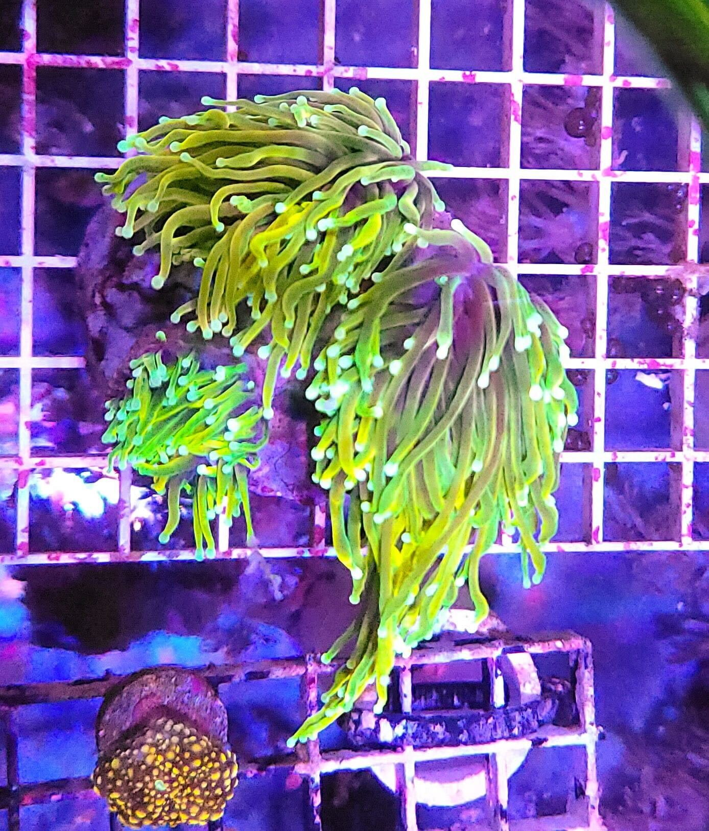 LPS Corals | Shipwreck Cove Corals