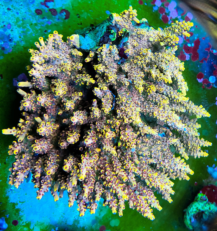 SPS Corals