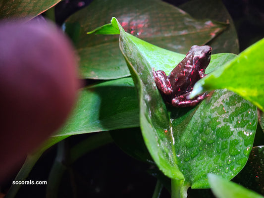 Purple Harelquin Toad male