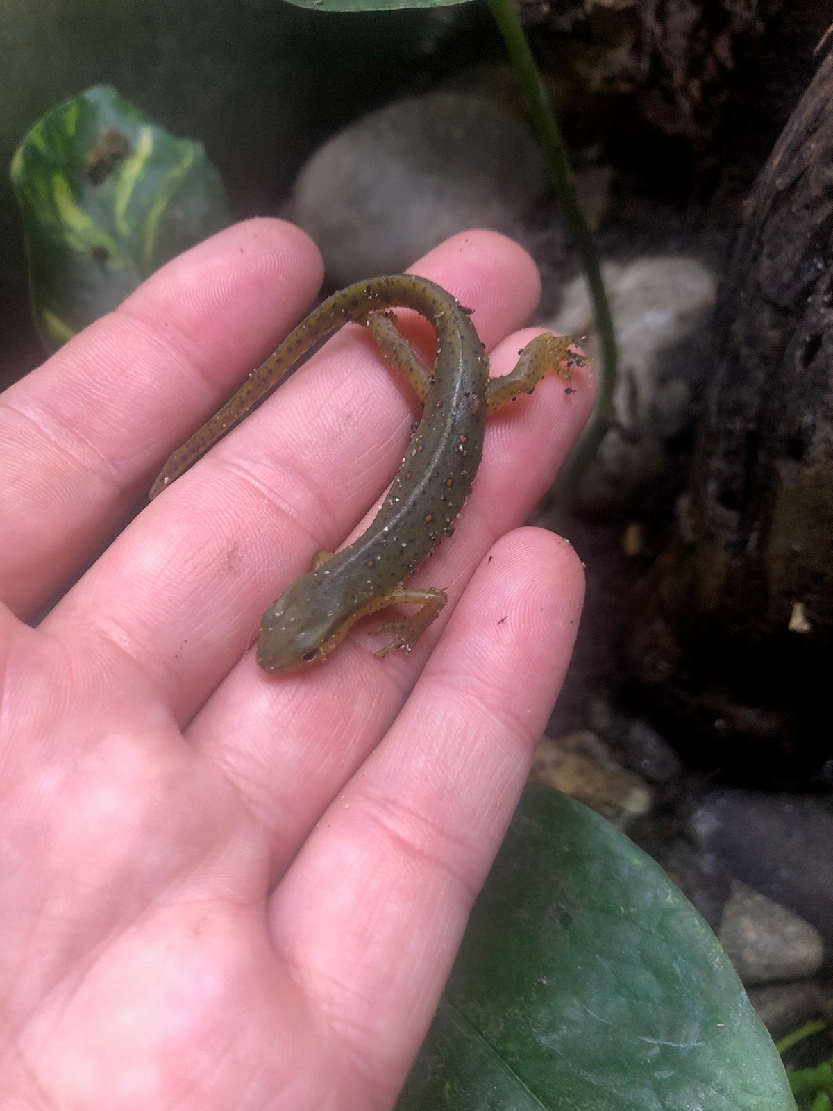 Red Spotted Newt/Eastern Newt