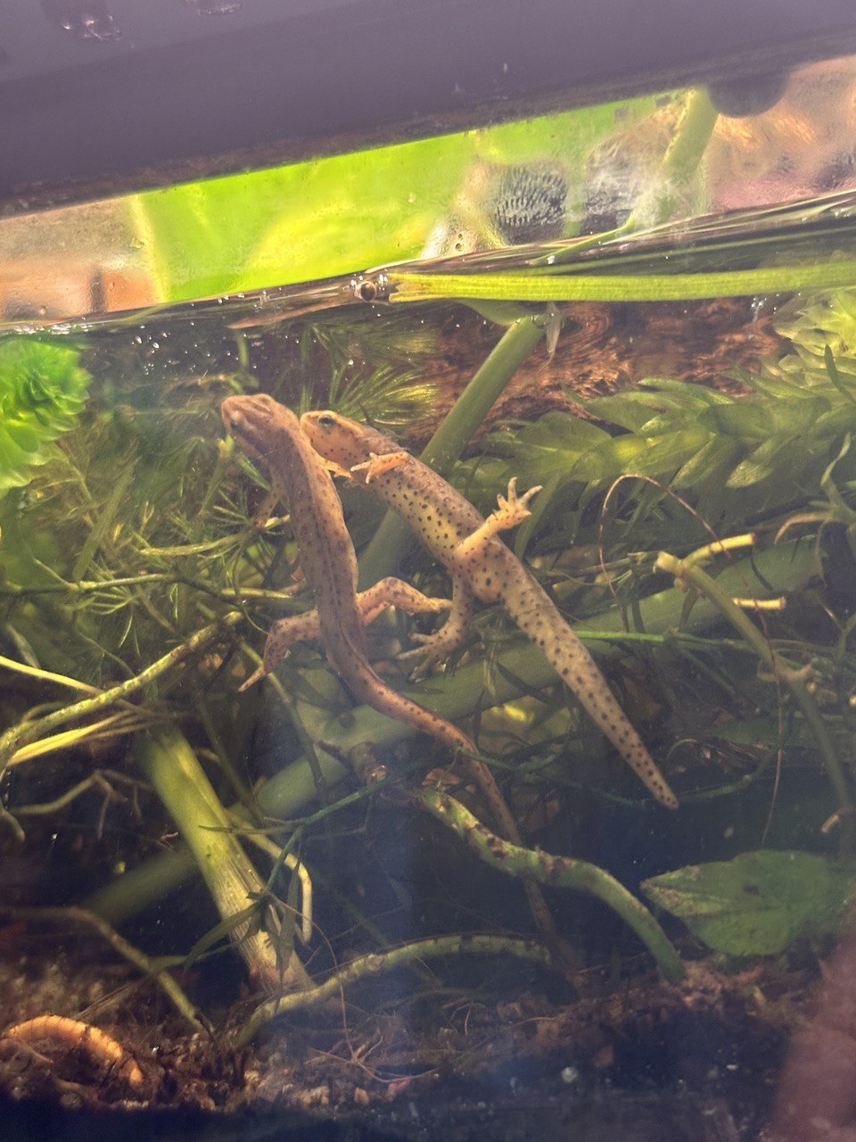 Red Spotted Newt/Eastern Newt