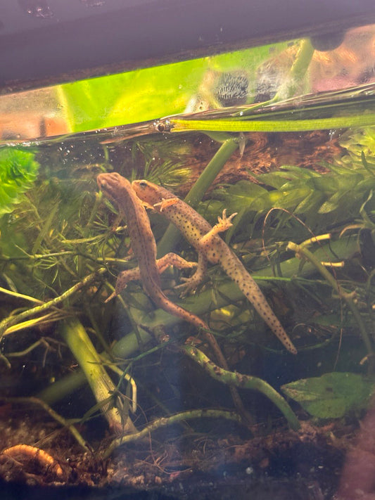 Red Spotted Newt/Eastern Newt