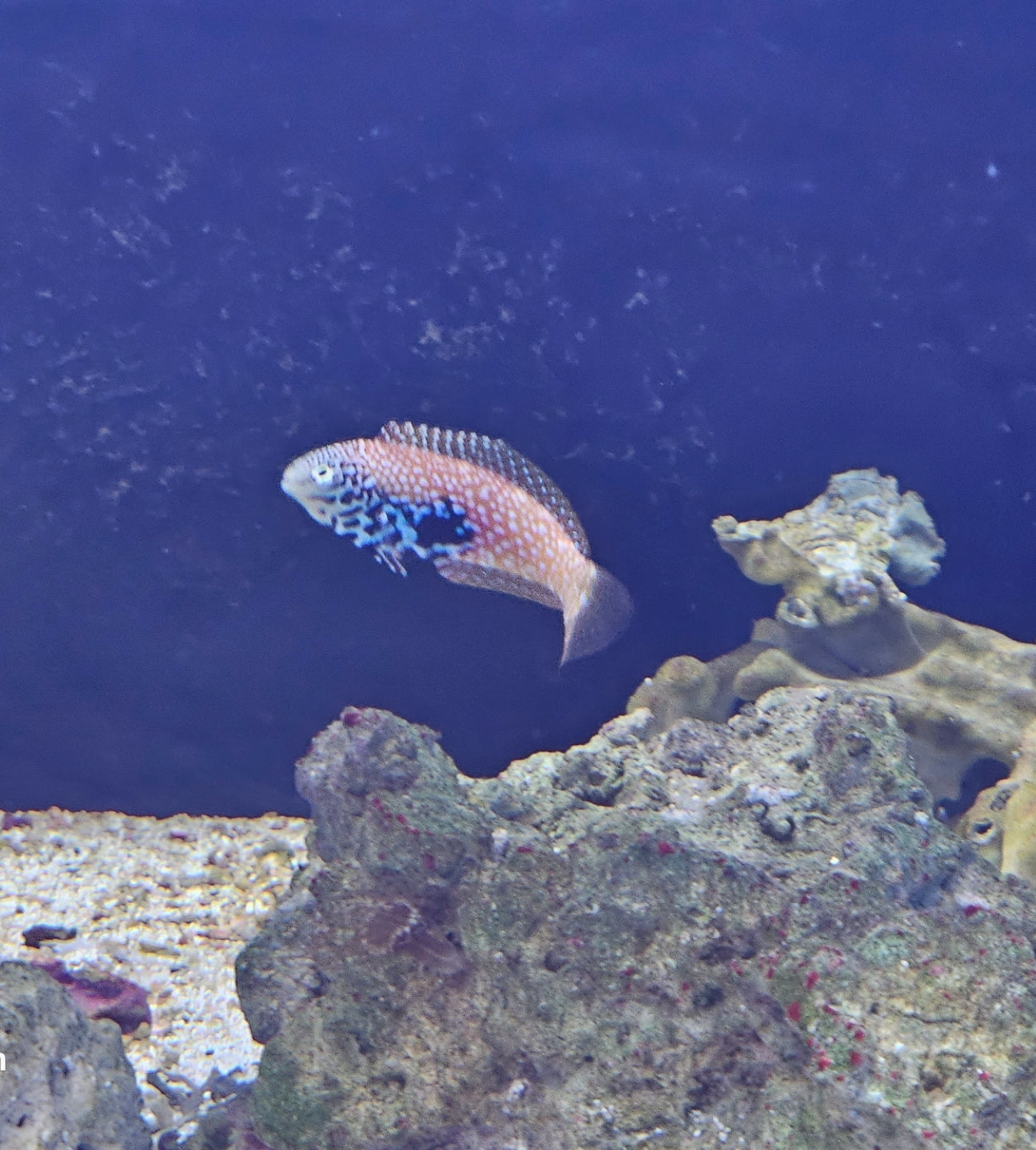 Female African Blue Star leopard wrasse Medium