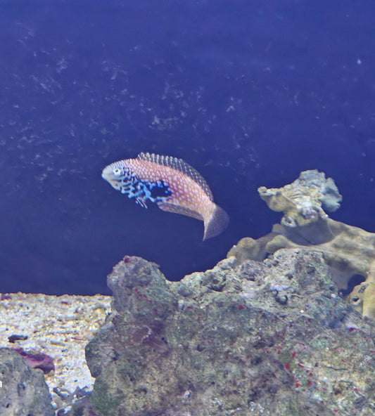 Female African Blue Star leopard wrasse Medium