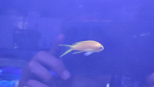 Purple square female