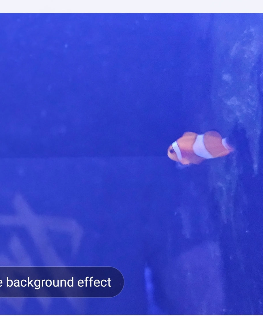 T/R Ocl clown small