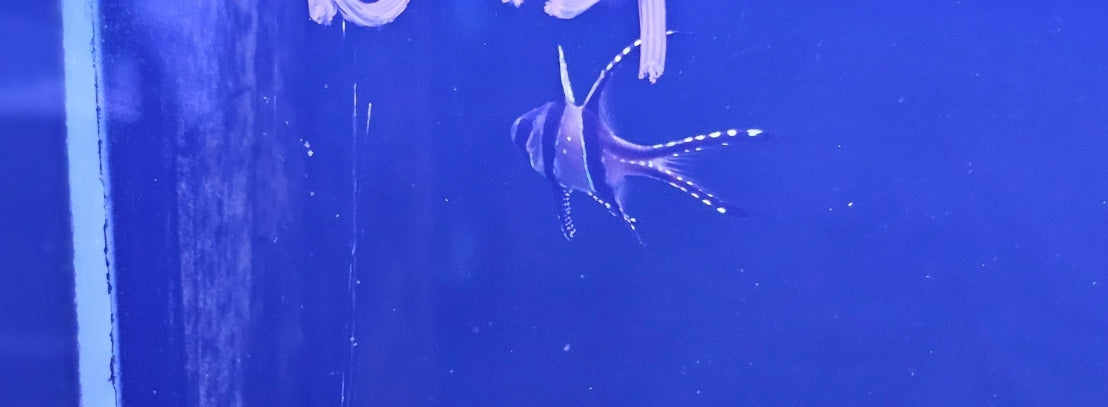 Banggai Cardinal