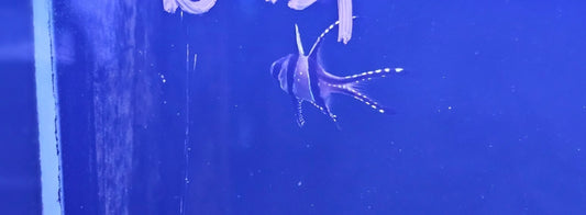 Banggai Cardinal
