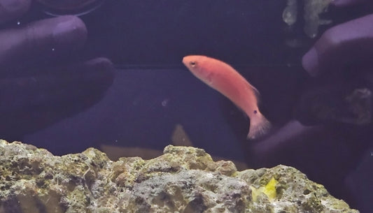 Red Fin Fairy Wrasse/Koi Wrasse Female