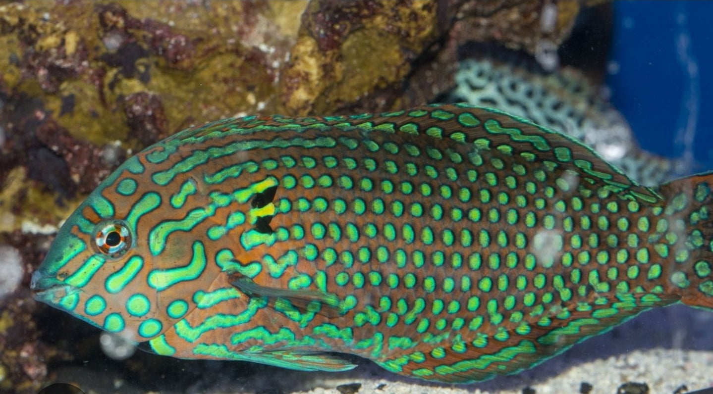 Male green ornate leopard wrasse L/G new