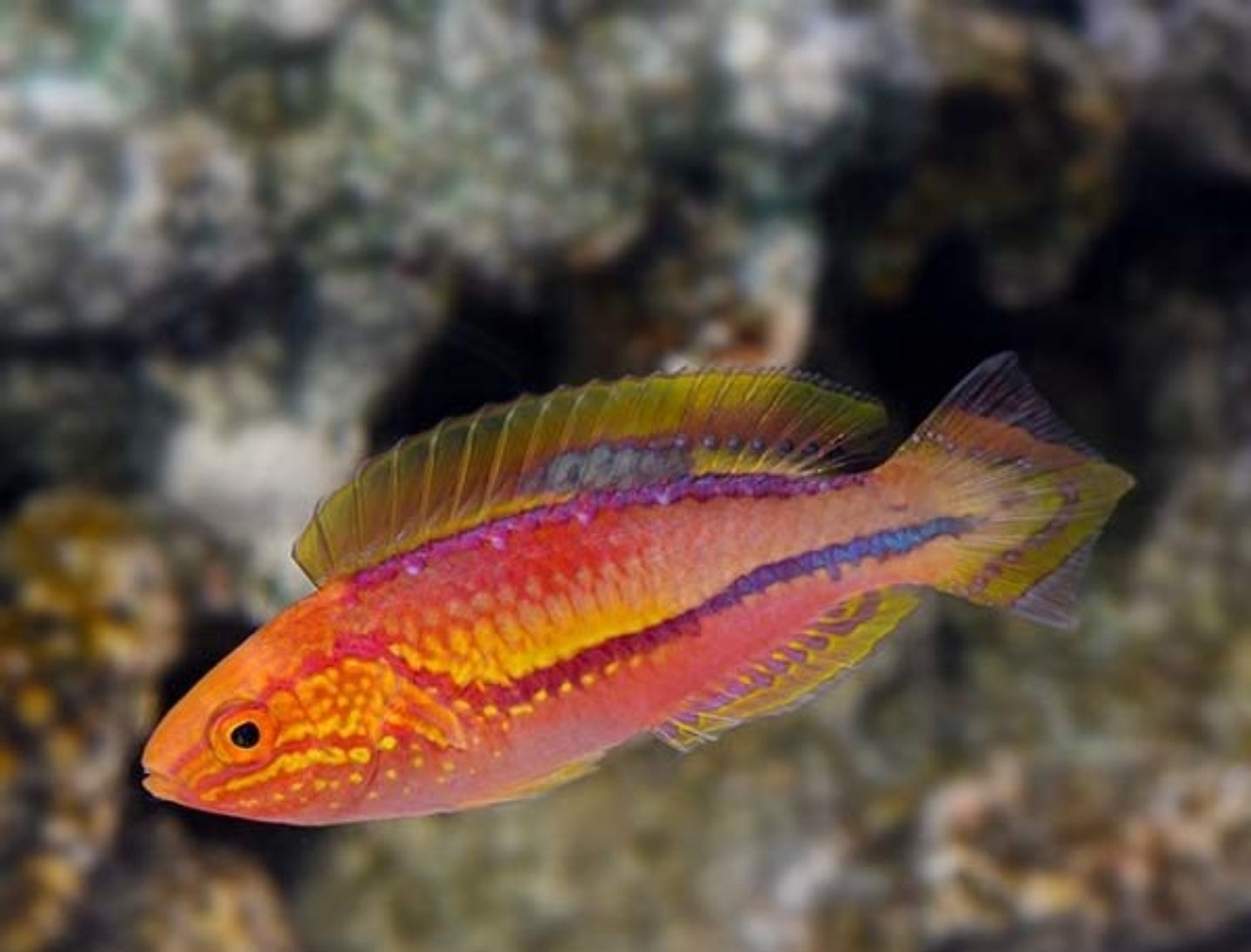 Male Splendid PinTail Fairy wrasse Male