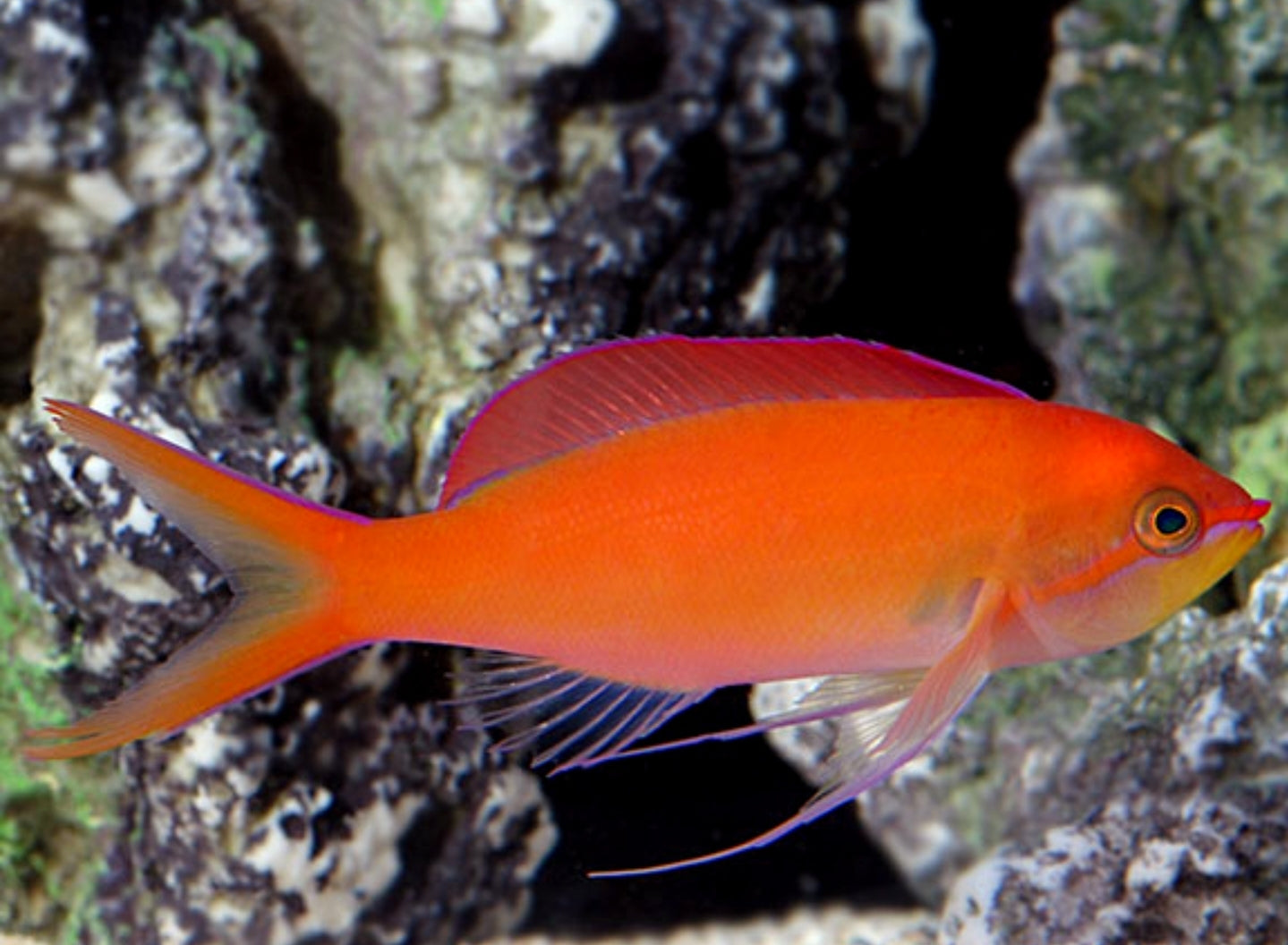 Dispar Anthias new