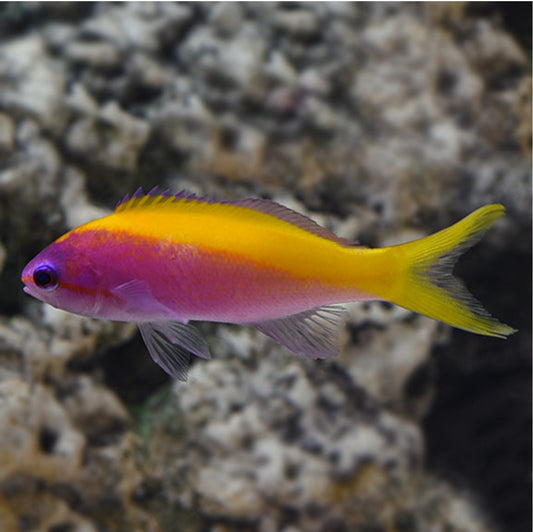 Evansi Anthias new
