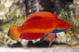 Descriptive image text