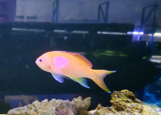Male Purple Square Anthais medium