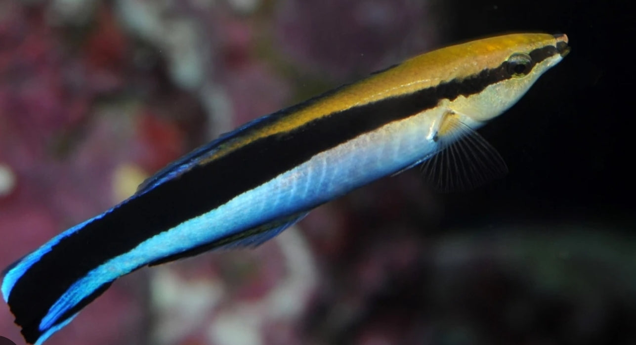 Blue Streak Cleaner Wrasse new