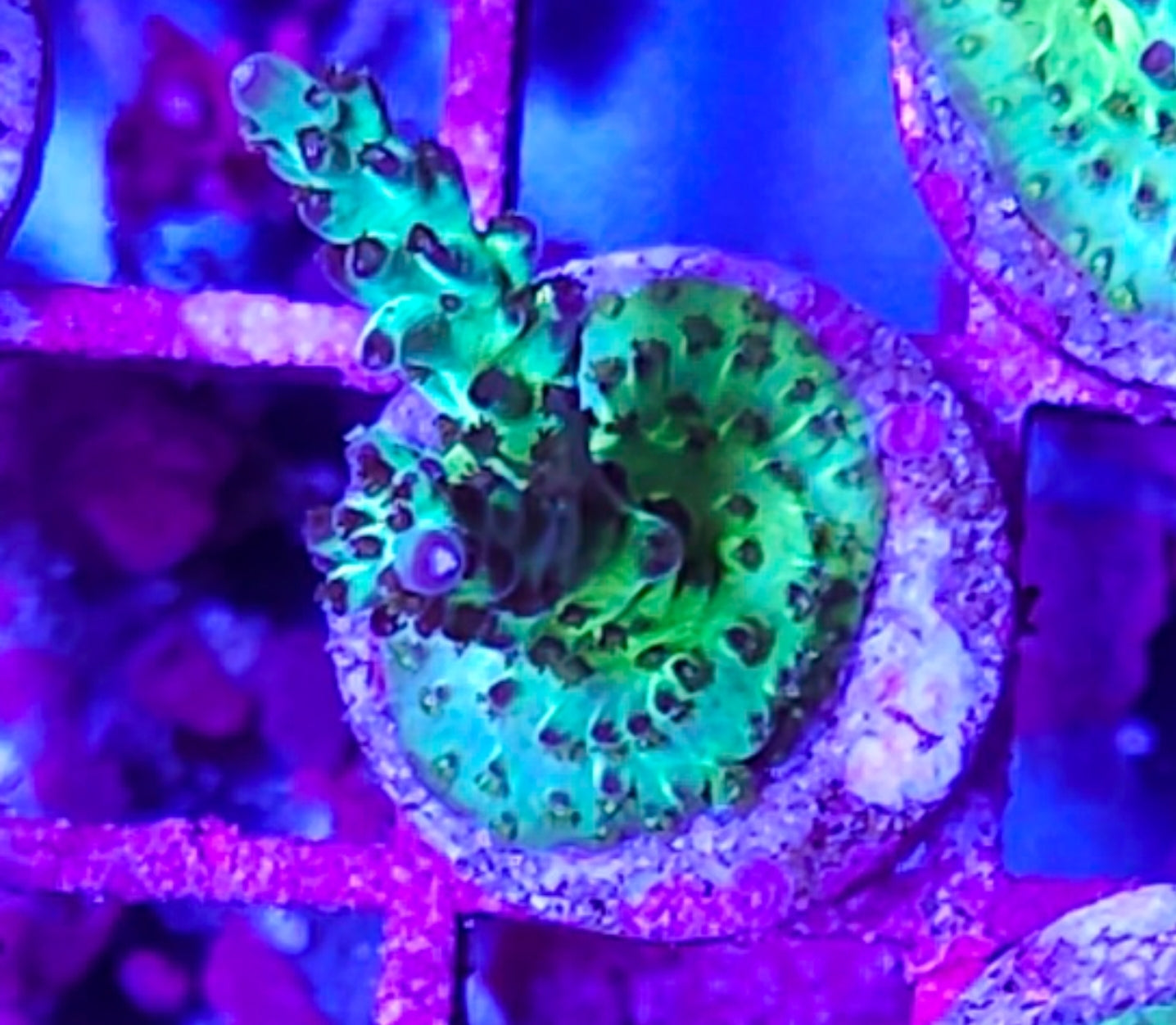 WYSIWYG Candy Land Acro coral new