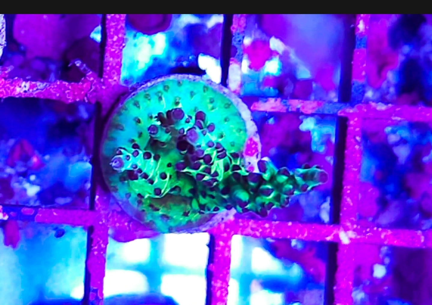 WYSIWYG Candy Land acro frag coral new