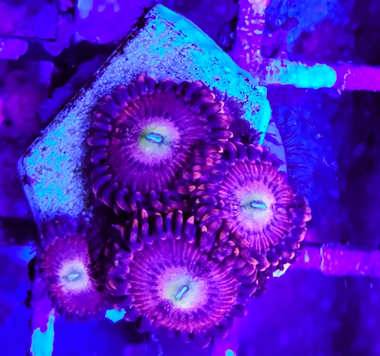 WYSIWYG 5 heads Playboy Bunnies zoa coral new
