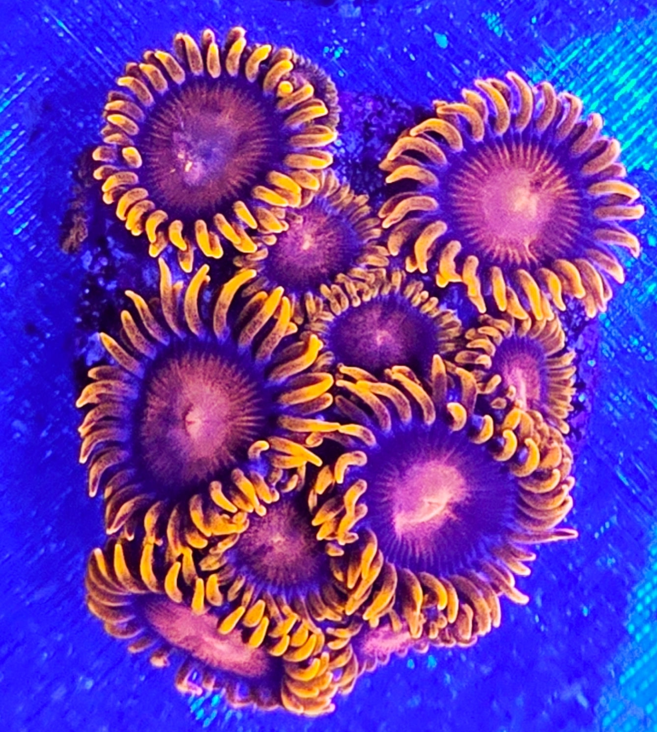 WYSIWYG Orange Bam Bam Zoa coral new
