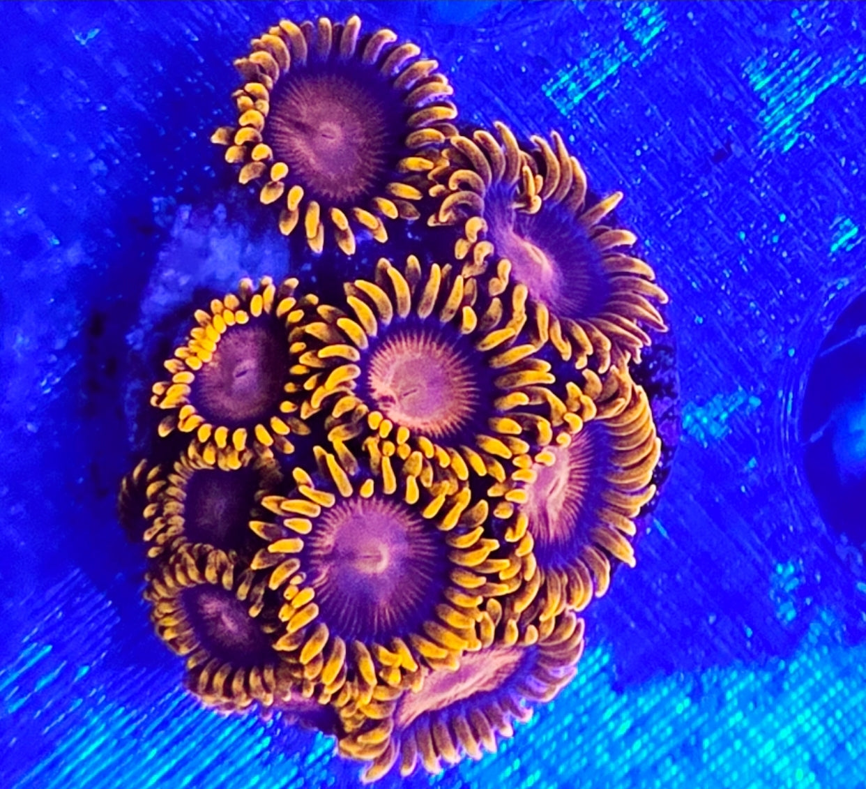 WYSIWYG Orange Bam Bam Zoa coral new