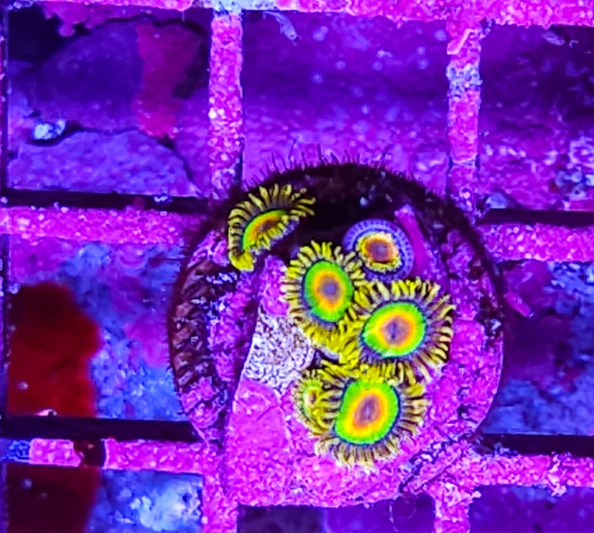 WYSIWYG 5 heads Rasta Zoa coral new