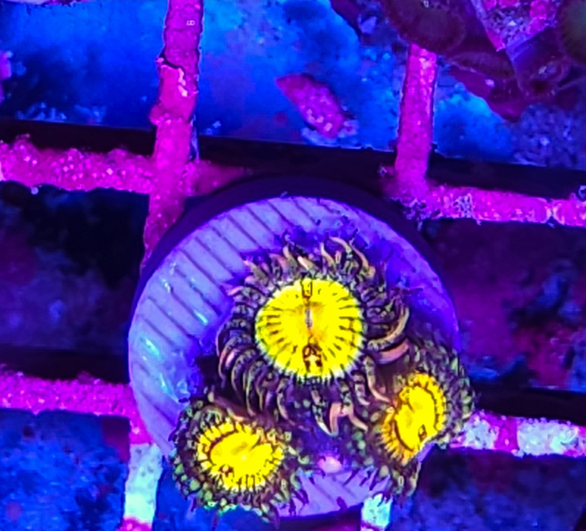 WYSIWYG 3 heads Banana Munchers zoa coral new