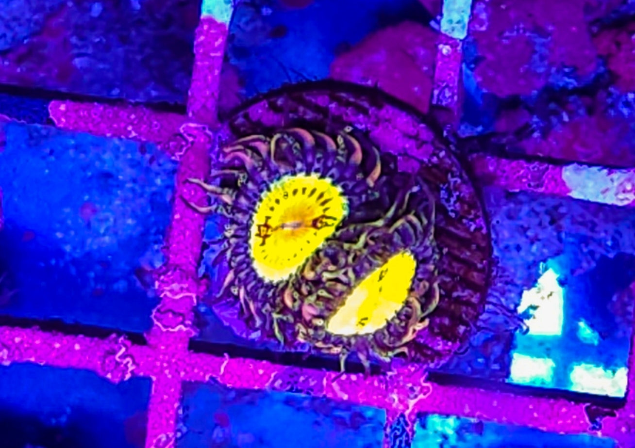 WYSIWYG 2 heads Banana Munchers zoa coral new