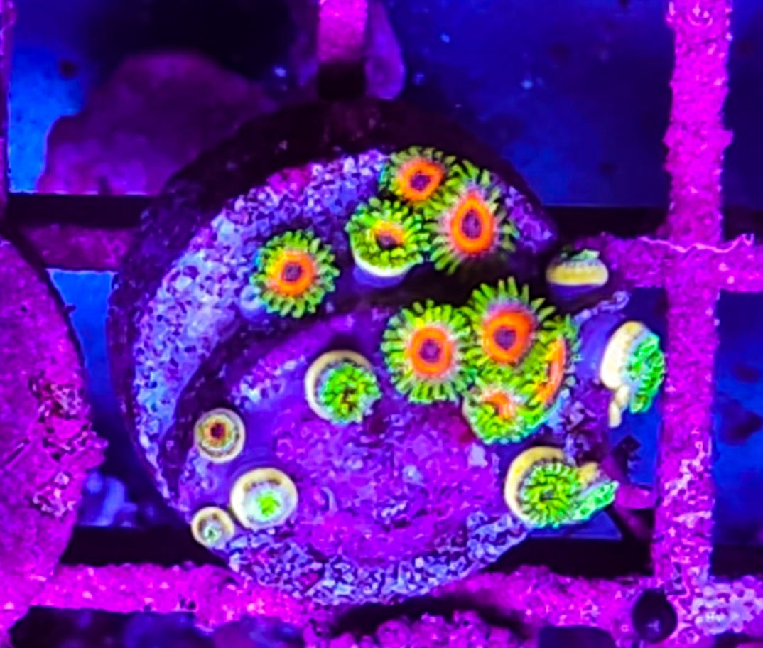 WYSIWYG Eagle Eye Zoa coral colony ne