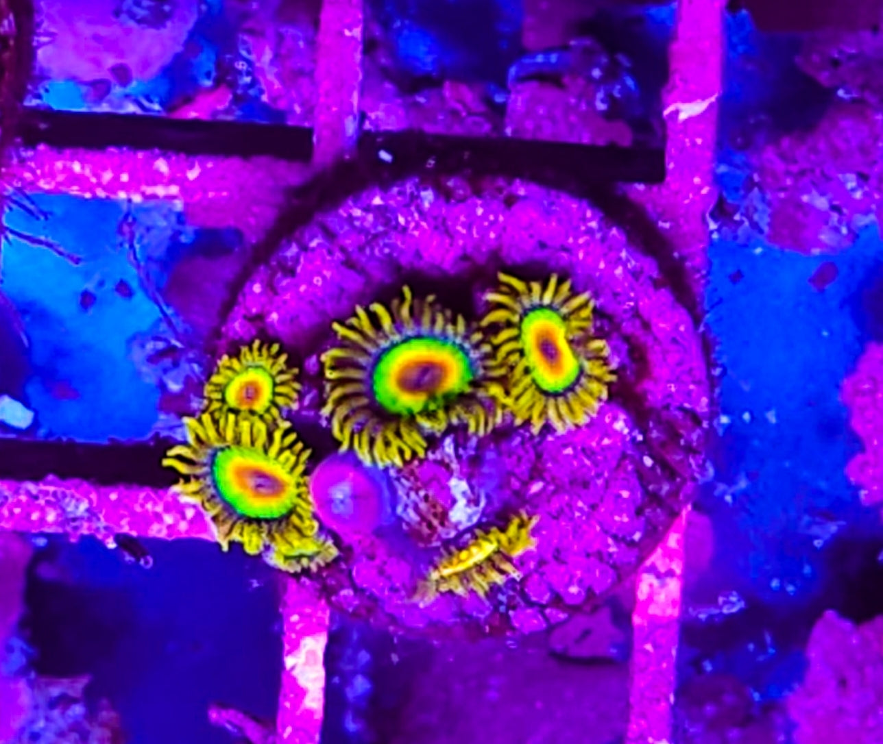 WYSIWYG 7+ heads Rasta Zoa coral new