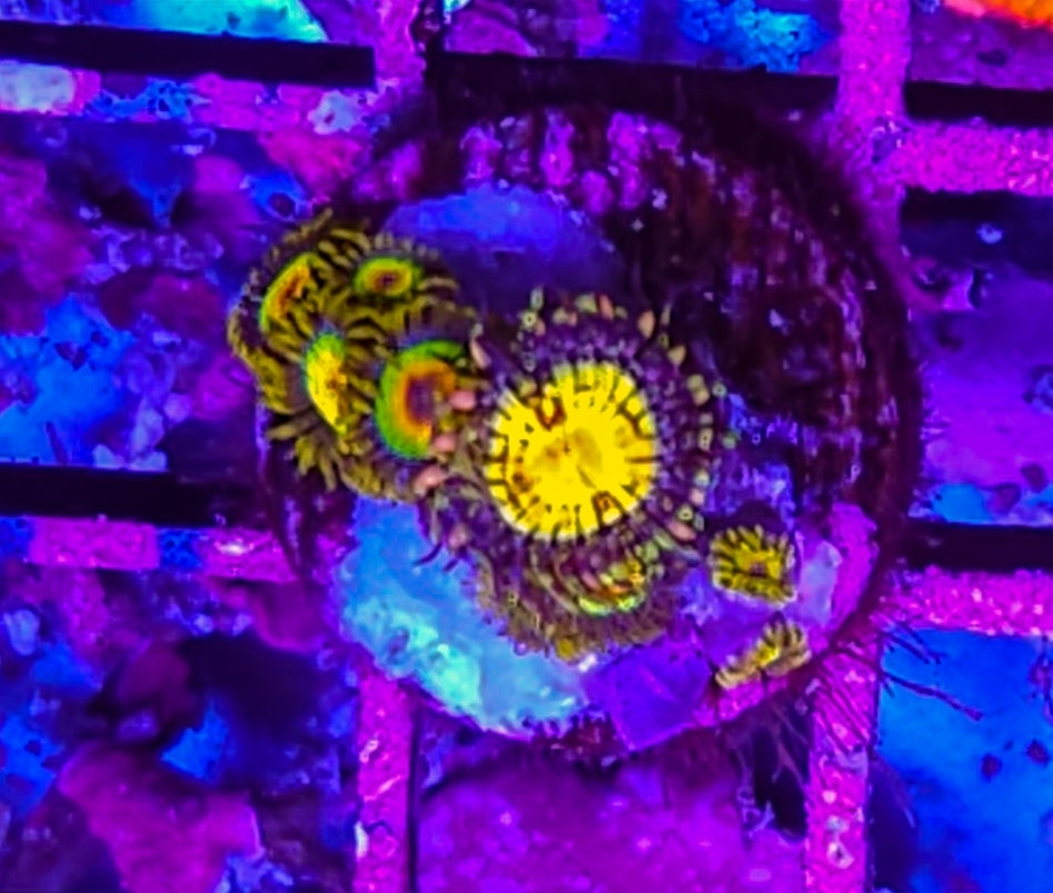 WYSIWYG Banana Munchers and Rasta mix Xoa coral new