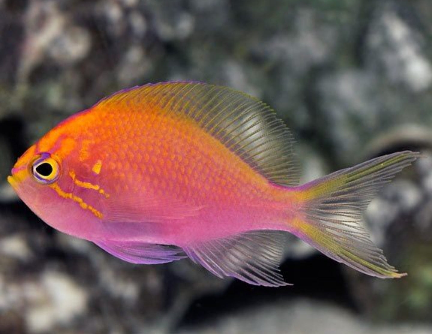 Sunburst Anthias