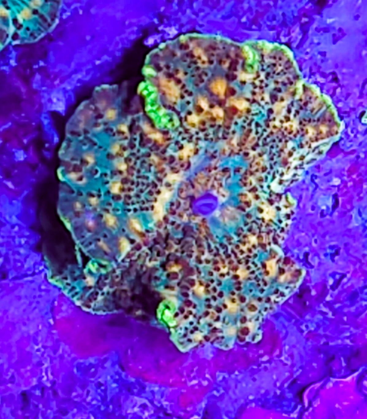 WYSIWYG SCC Rainbow Funk Discosoma mushroom new