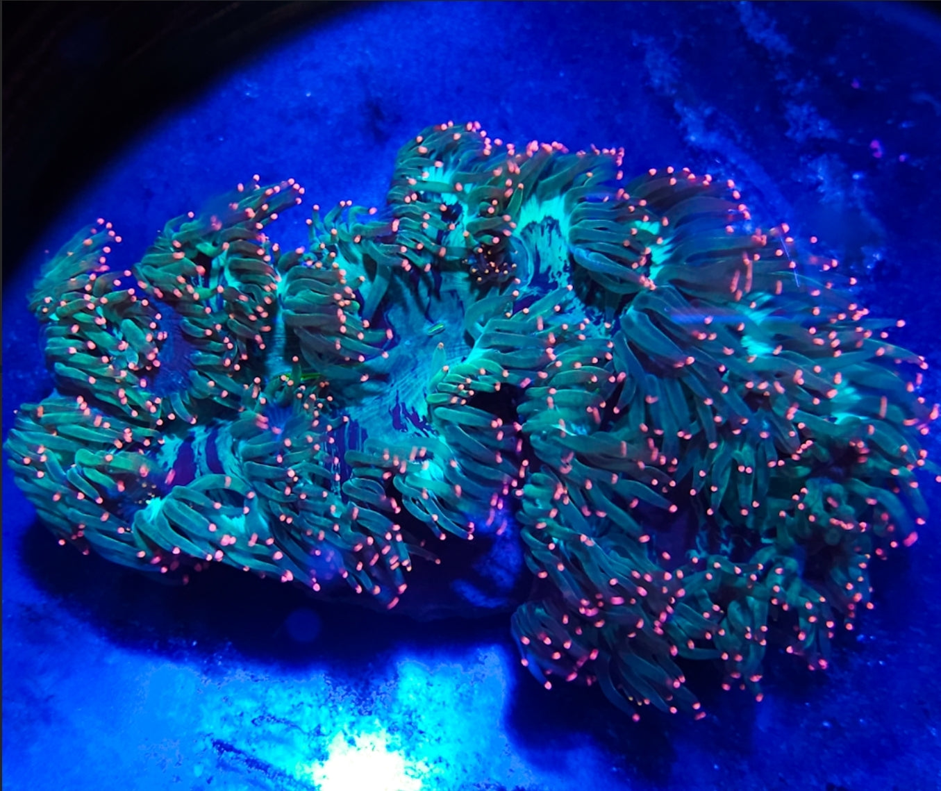 WYSIWYG Ultra Pink Tip Elegance Coral new