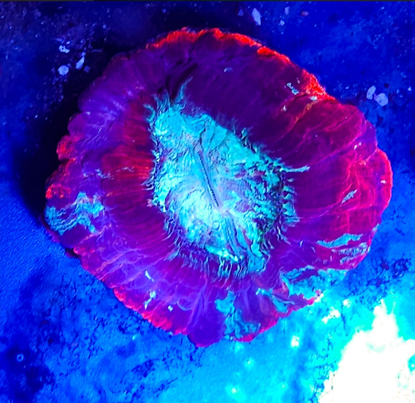 WYSIWYG Open Brain coral new