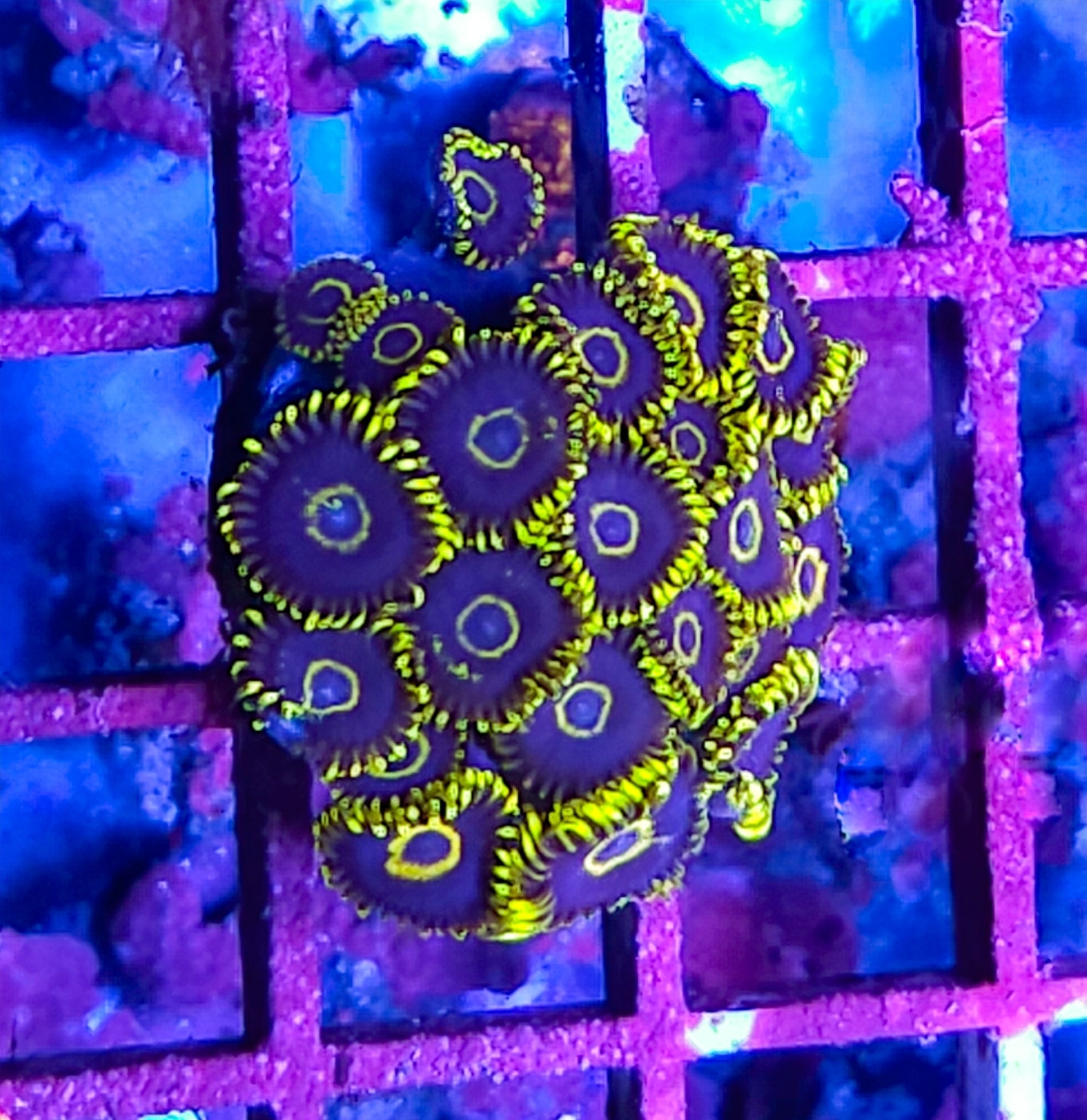 Blue Hornet Zoas 2 heads new