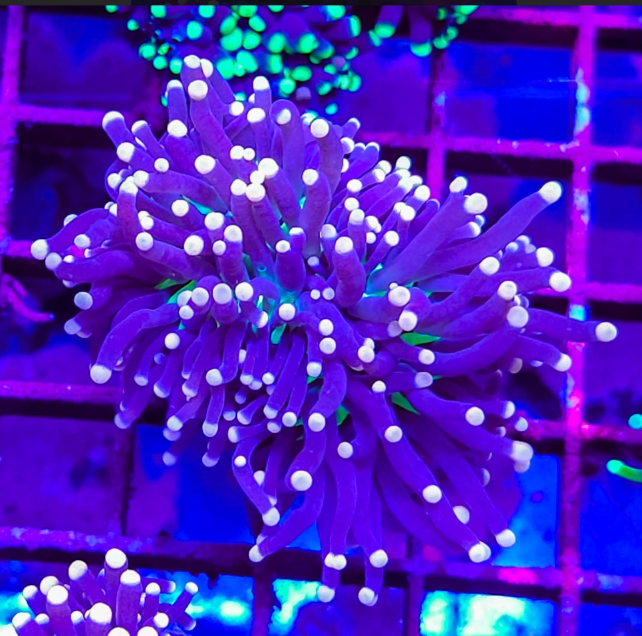 WYSIWYG Joker Torch coral new