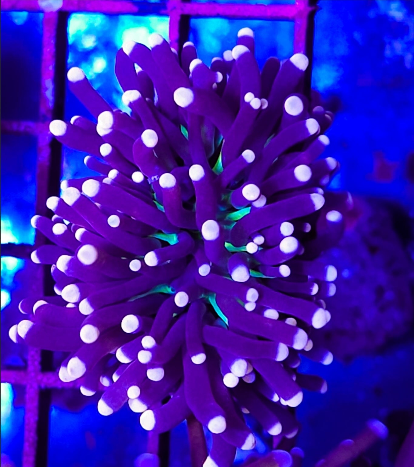 WYSIWYG Joker Torch coral new