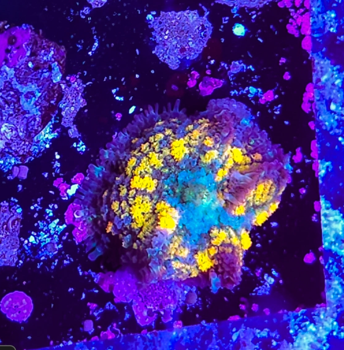 WYSIWYS SCC Jungle Juice Bounce mushroom coral new