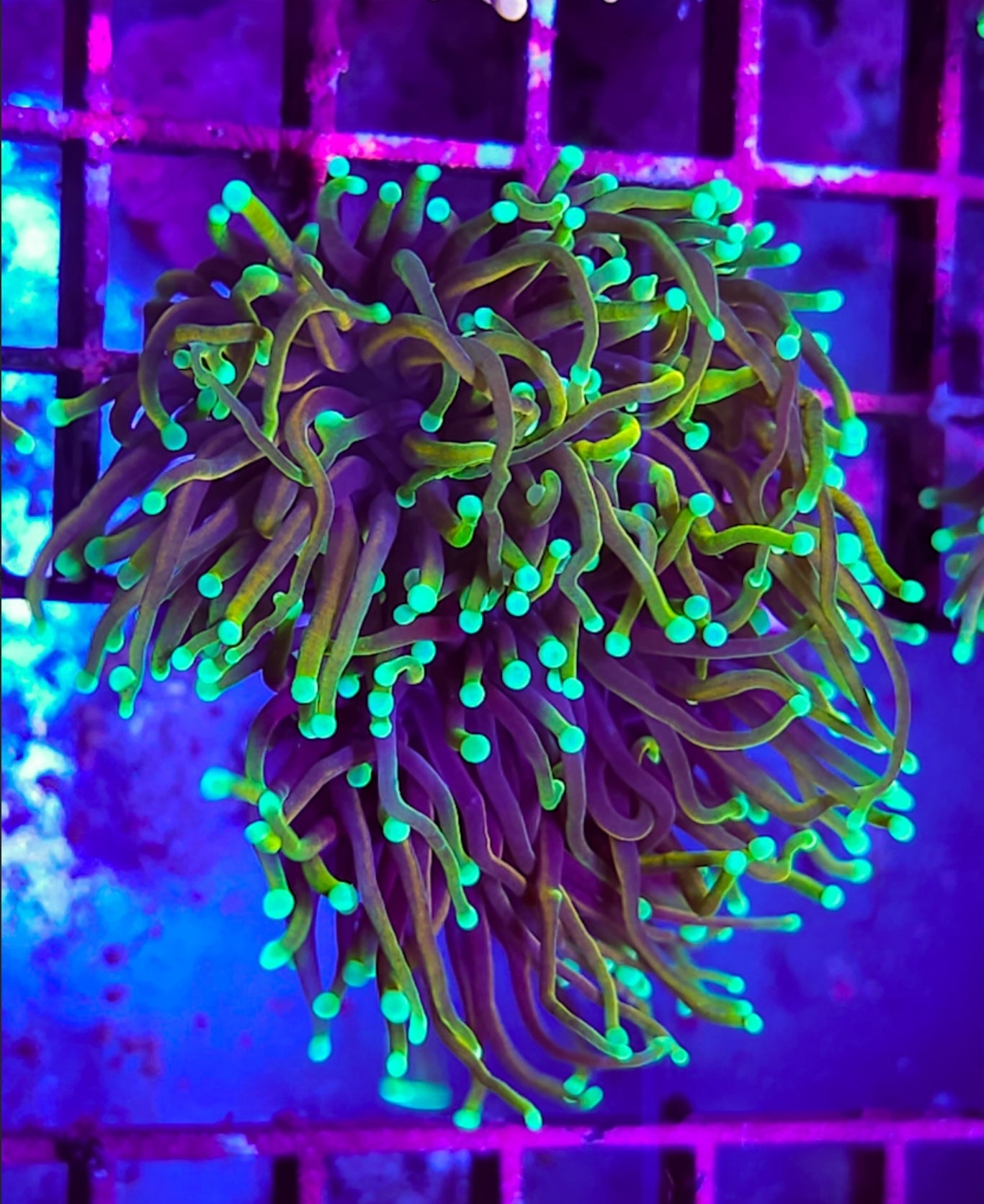 WYSIWYG 3 heads Golden Trails Torch coral new