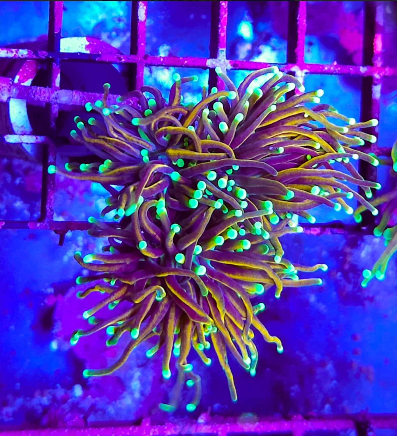 WYSIWYG 3 heads Sungod Torch coral new