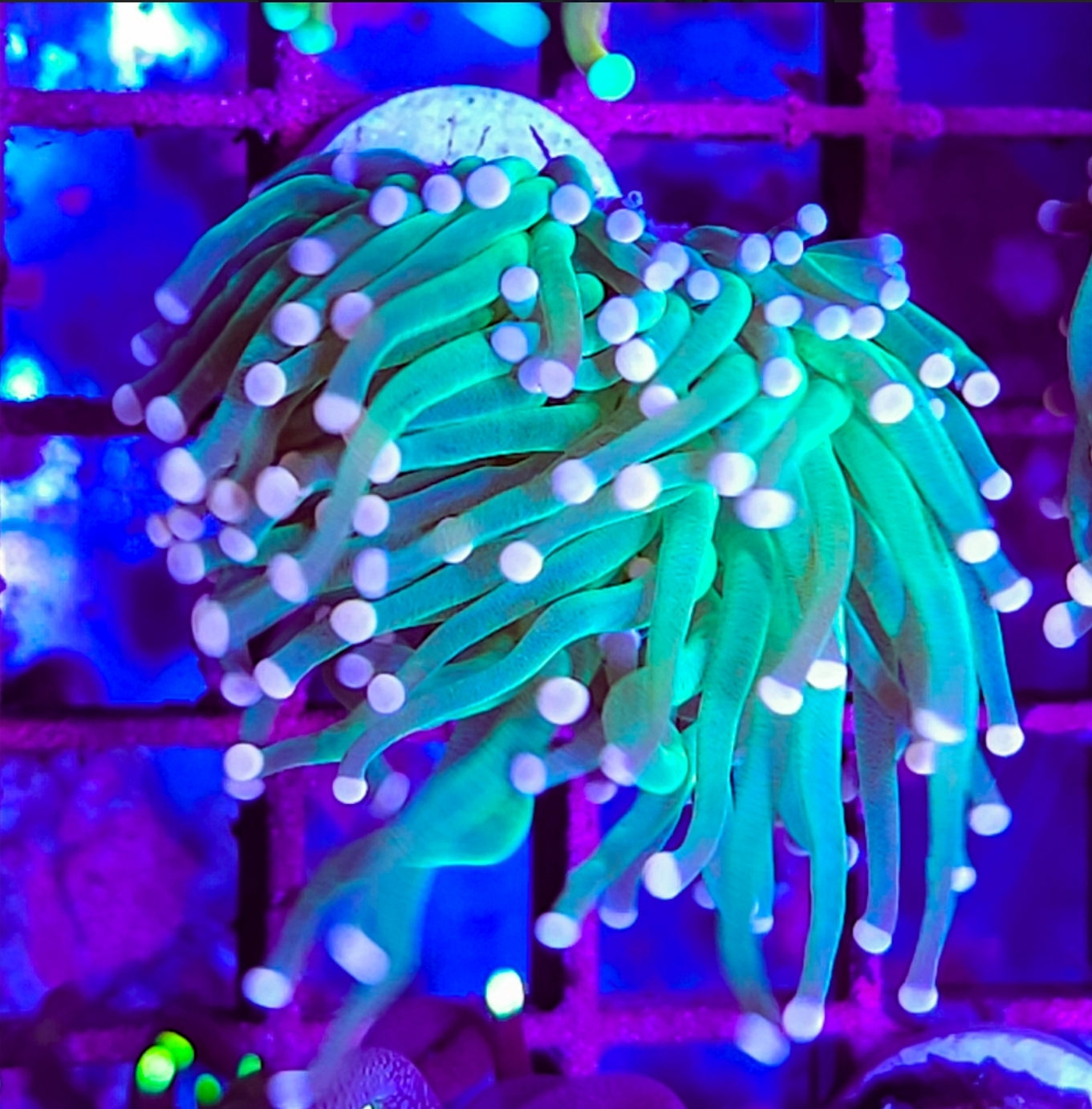 WYSIWYG Cotton Candy Torch coral new