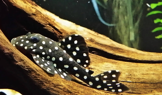 Pleco L-471 dwarf snowball