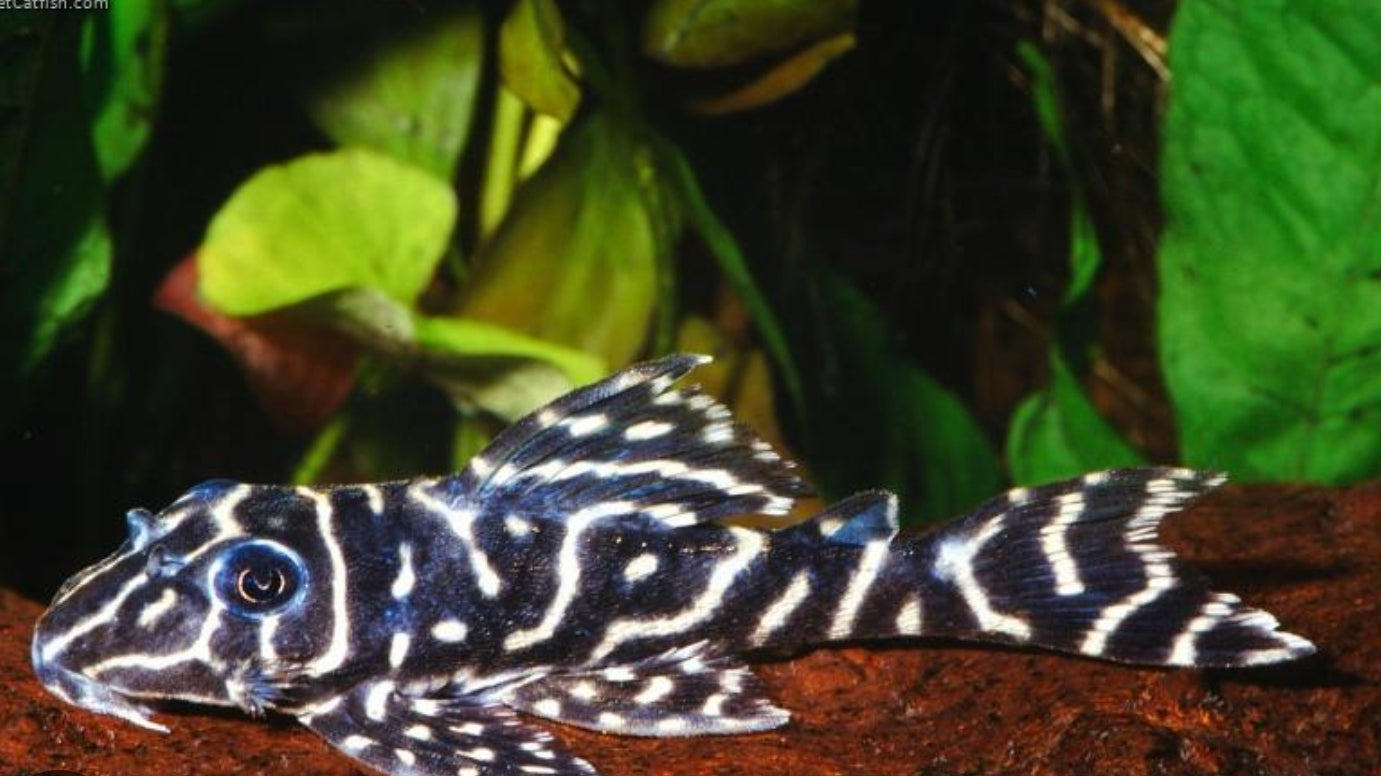 Pleco L-129 columbian zebra