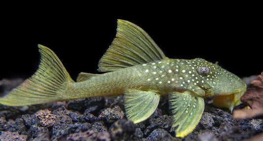 Pleco L-200 green phantom