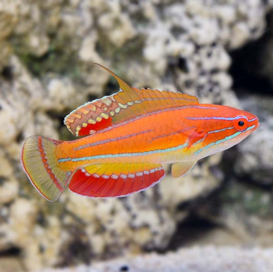 McCosker's Flasher wrasse new