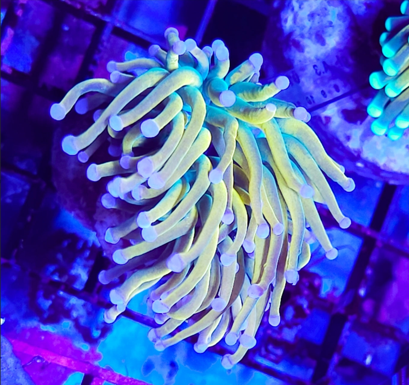 WYSIWYG SCC Banana Grail Torch coral new
