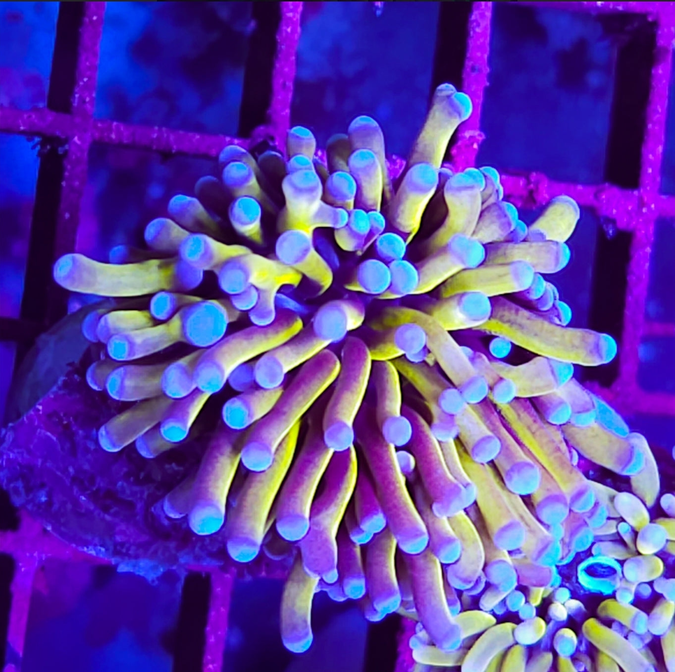 WYSIWYG SCC Golden Banana Torch coral new